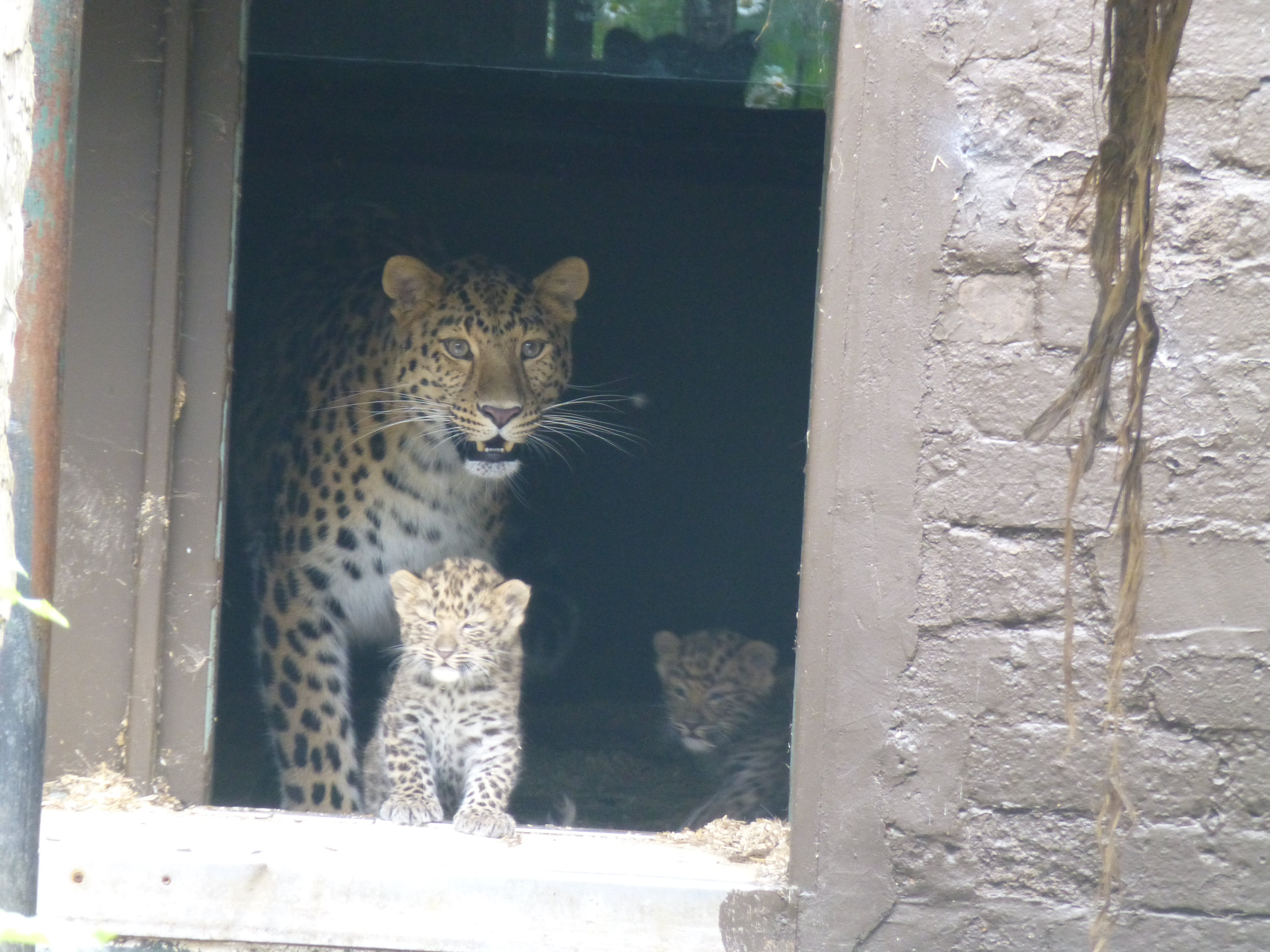 Both cubs with mum Kristen_Amur leopards_credit Twycross Zoo