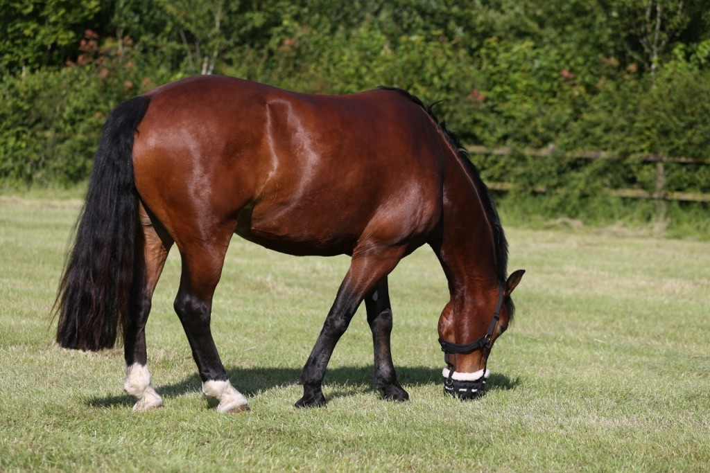 laminitis