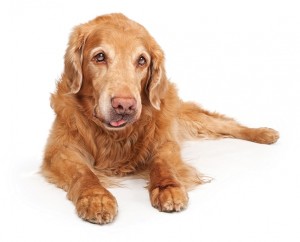 Mature dog