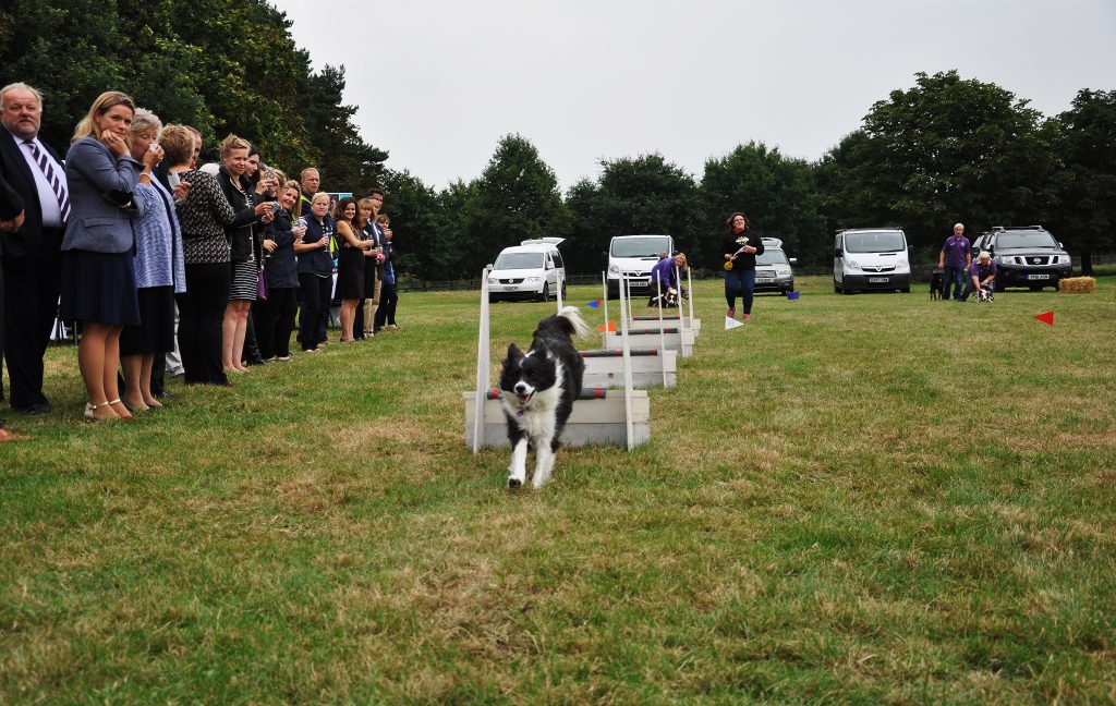 Knebworth Twisters Flyball Team who are sponsored by Lintbells