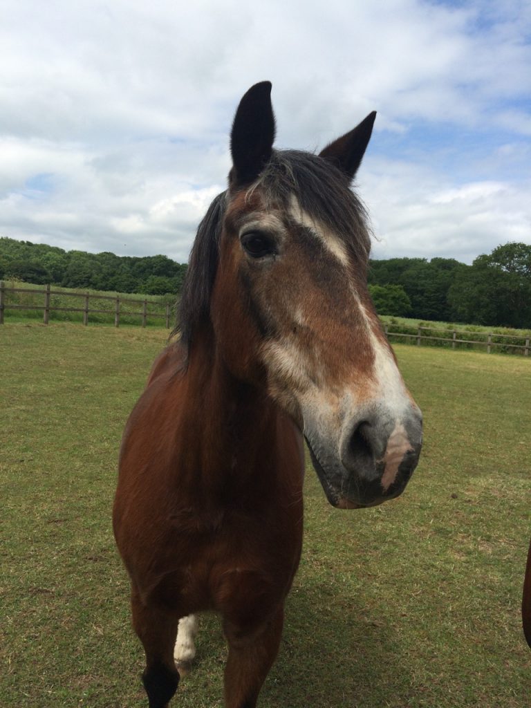 WALTHAM Equine