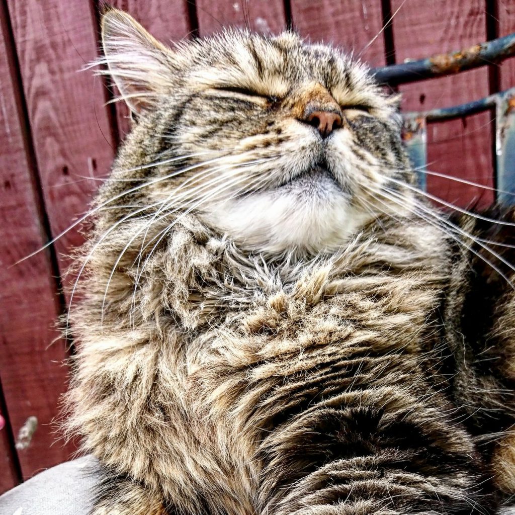 Beautiful Magnus was one of the winners of the Pet Parasite Action campaign’s competitions on social media
