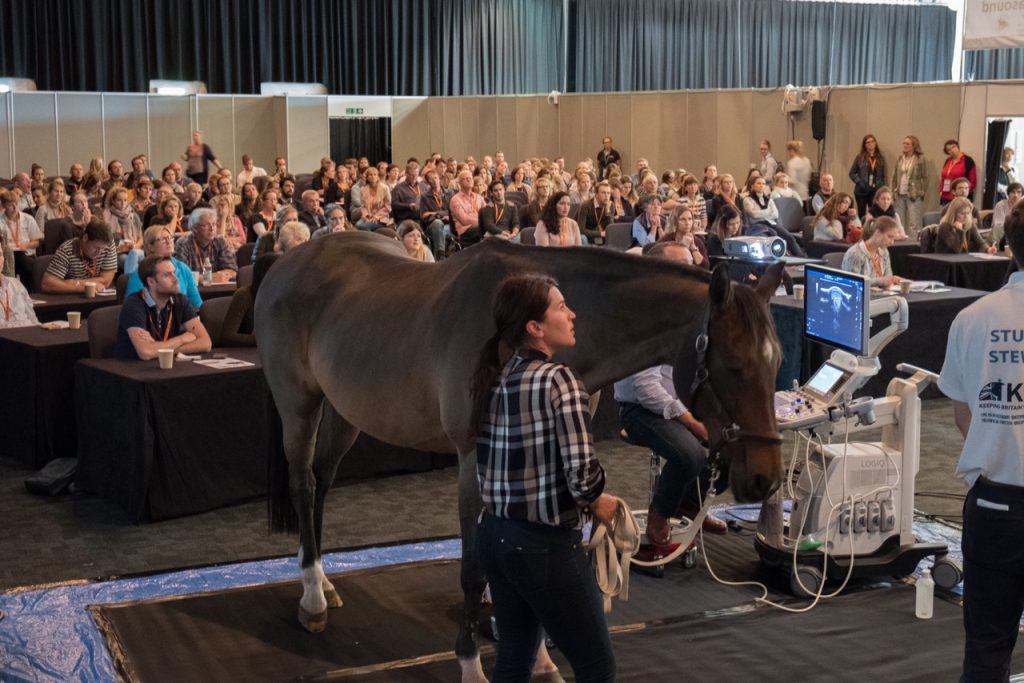 Practical ultrasound demonstration using a live horse Photo credit: David Boughey photography