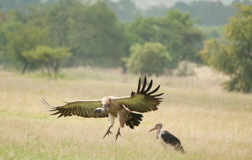 Cape Vulture