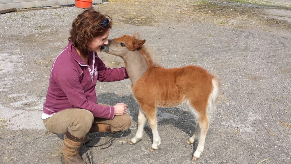 Eight months pregnant Vicki Nicholls with Dandy Farm’s Marley: four weeks after delivering him