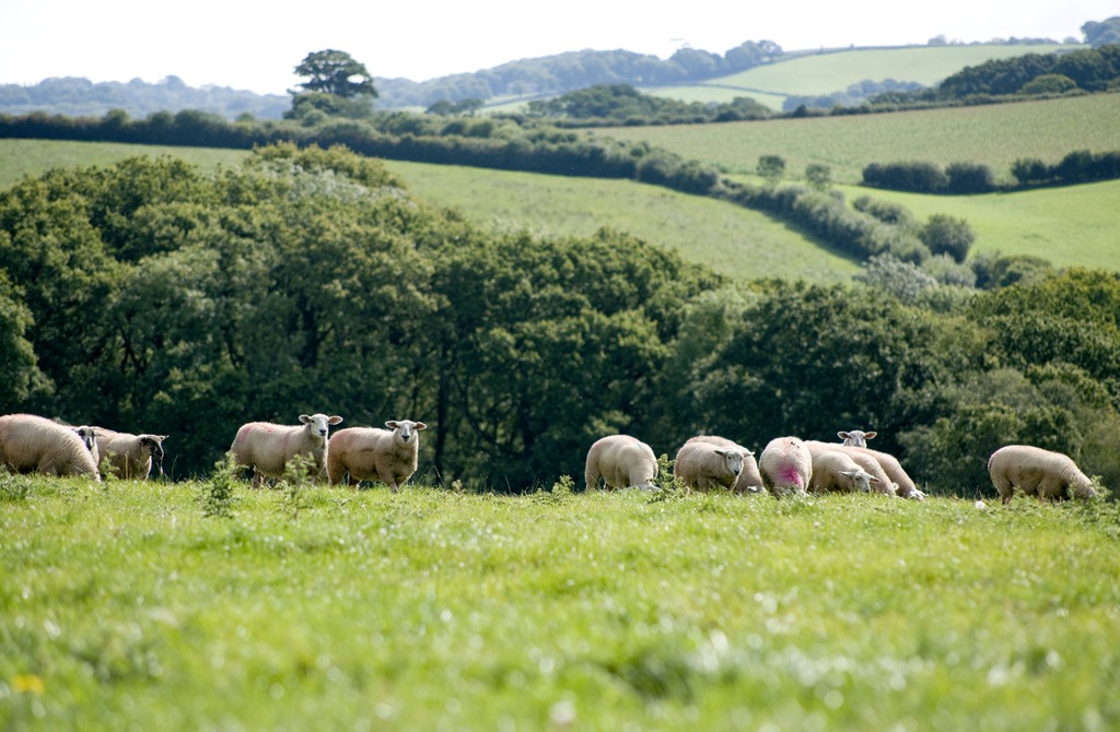 Study shows that clover reduces the environmental impact of beef and sheep grazing