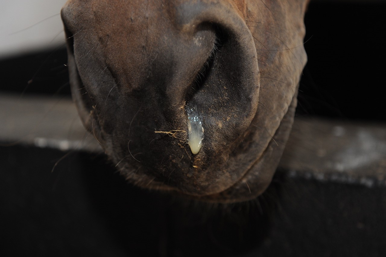 Survey Results Show Desire to Improve Awareness of Equine Herpes Virus (EHV)