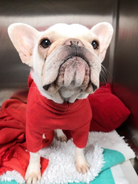 Image shows a picture of Chubby the dog