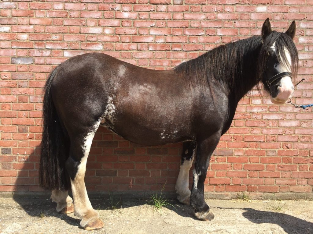 photo shows a horse at Redwings Horse Sanctuary