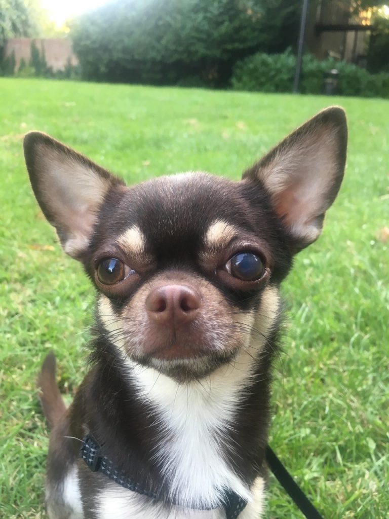 Image shows Pepe five months after the operation on his eye