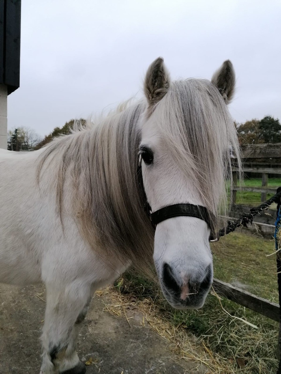 Can you give a rescue horse a Happy New Year asks Blue Cross?