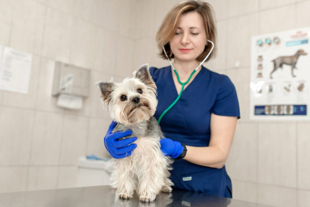 Vet Nurse Appreciation Month image shows RVN consult