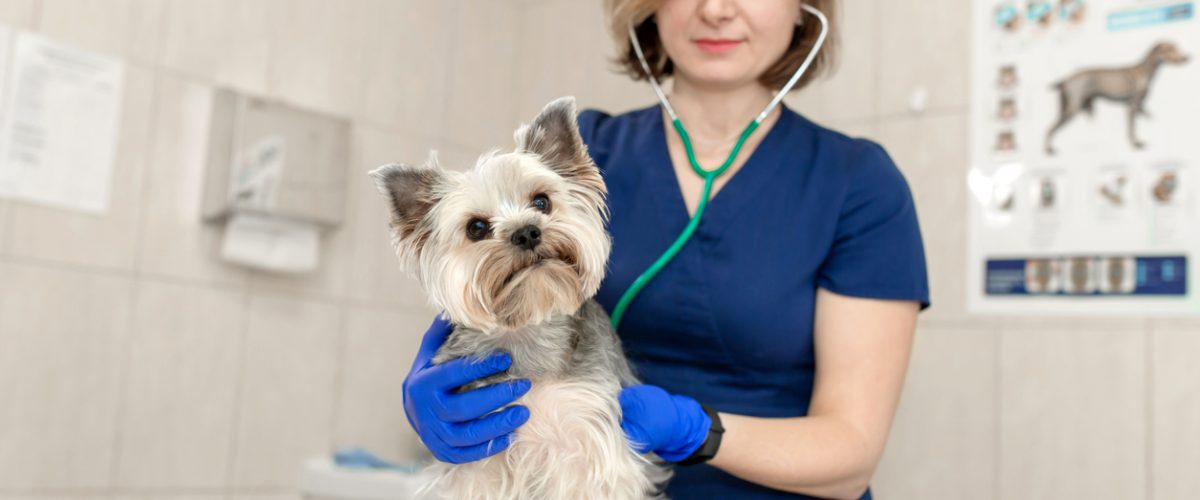 Vet Nurse Appreciation Month image shows RVN consult