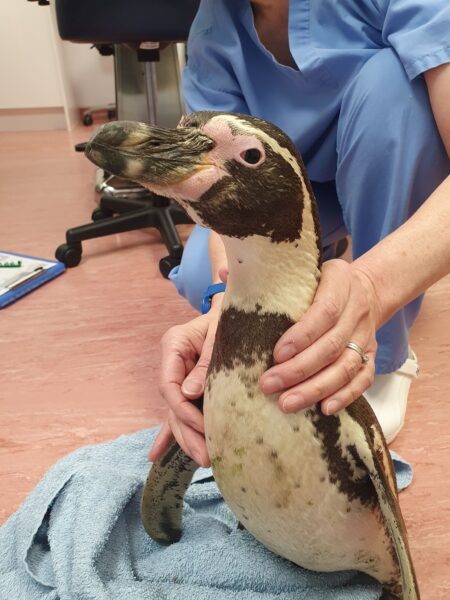 Successful cataract surgery saves vision of penguin at Chester Zoo