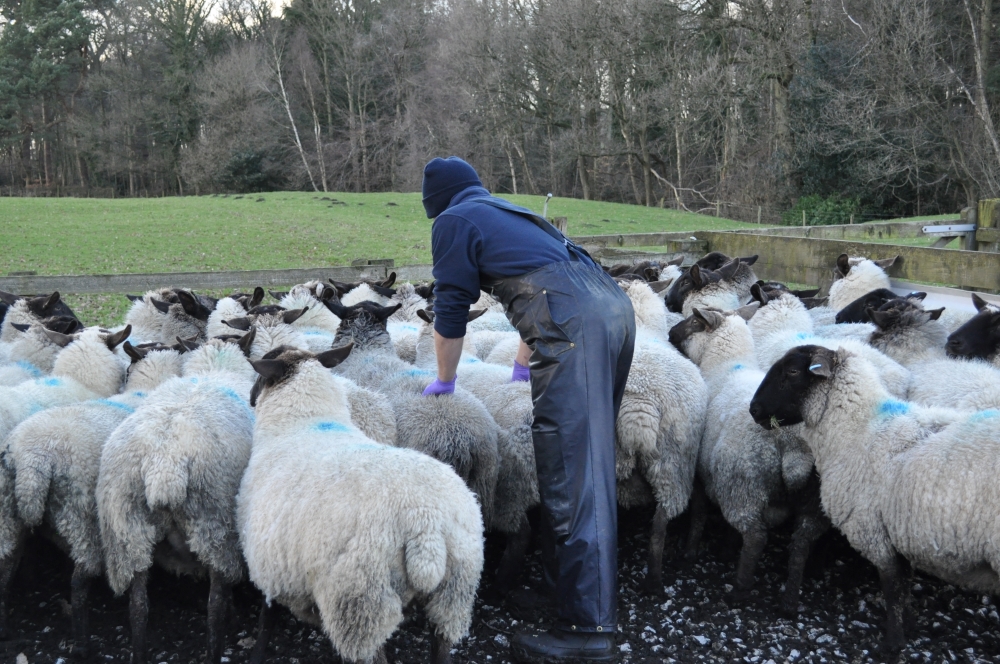 XLVets event gives key insights on managing sheep lameness