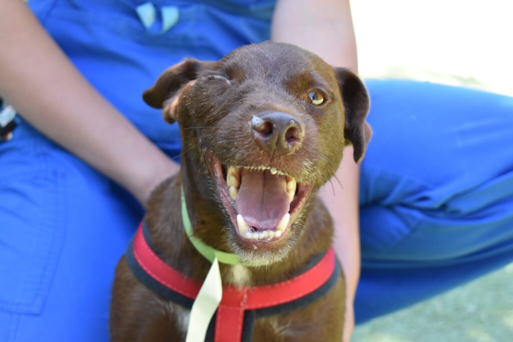 This is a photo of a dog called Vinny, in an article about vets saving Vinny from a car crash
