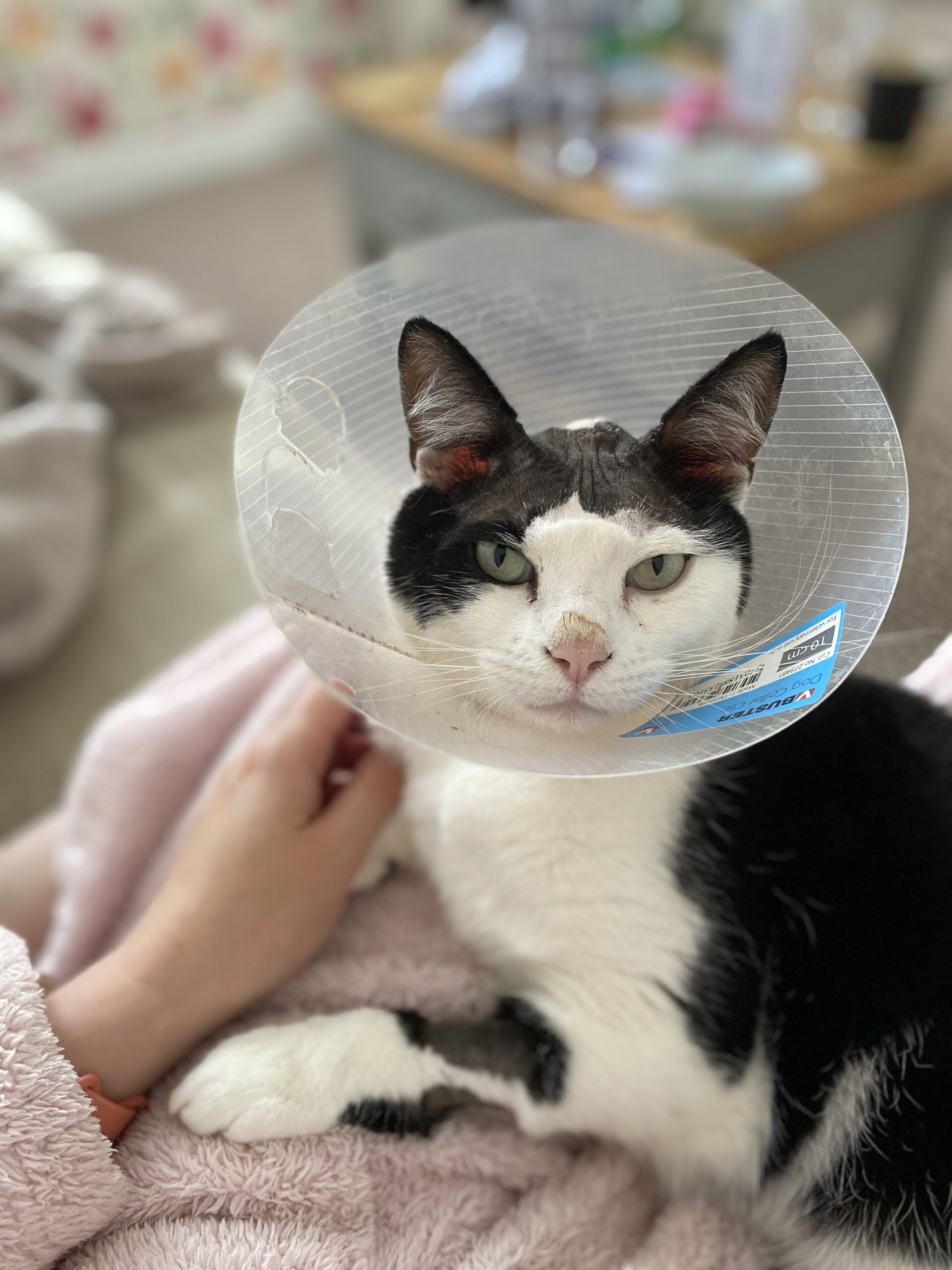 VETS SAVE CAT AFTER FIGHT LEFT PET WITH BRAIN INFECTION
