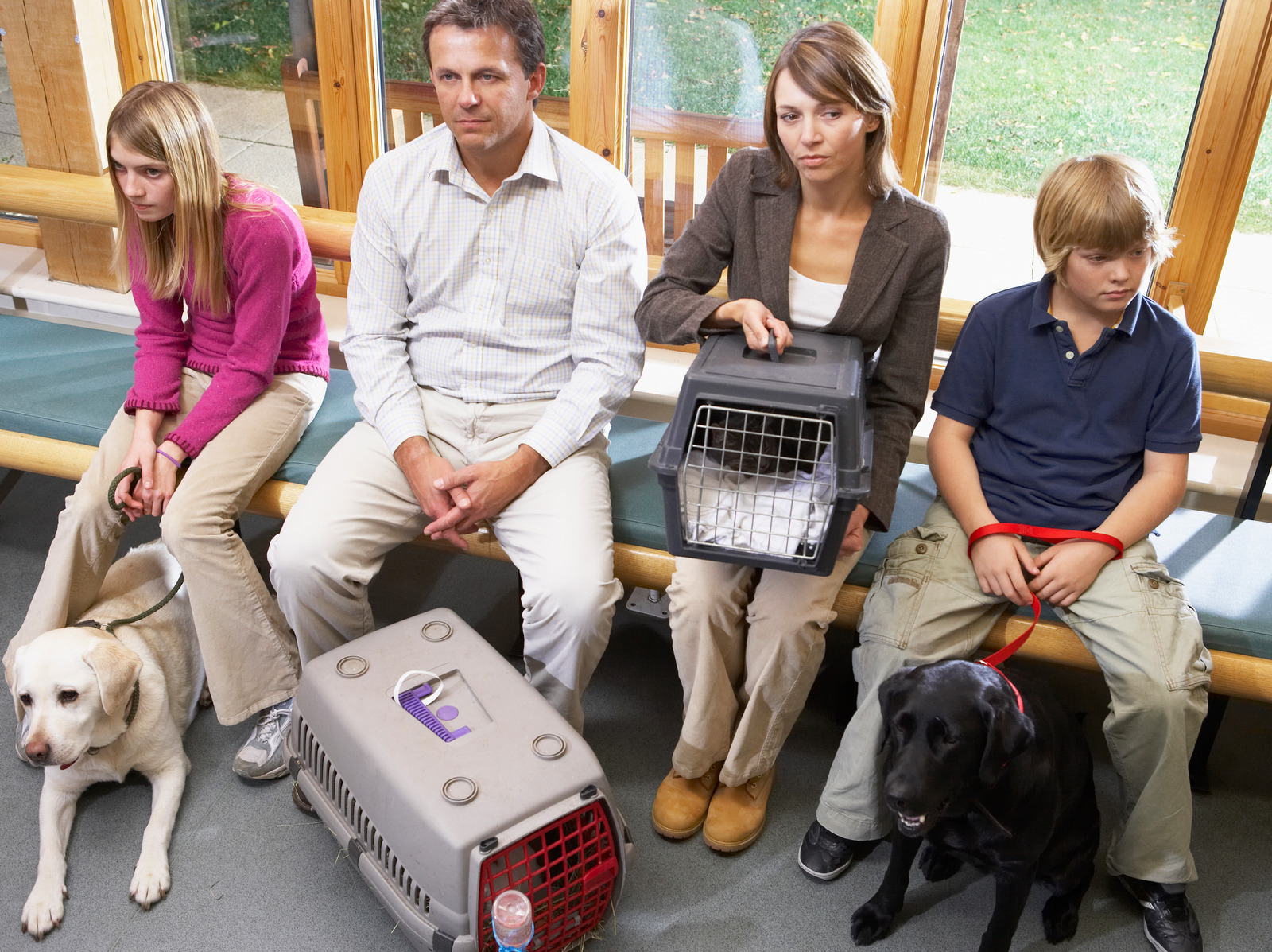 BSAVA adds new imaging series to Client Information Leaflets