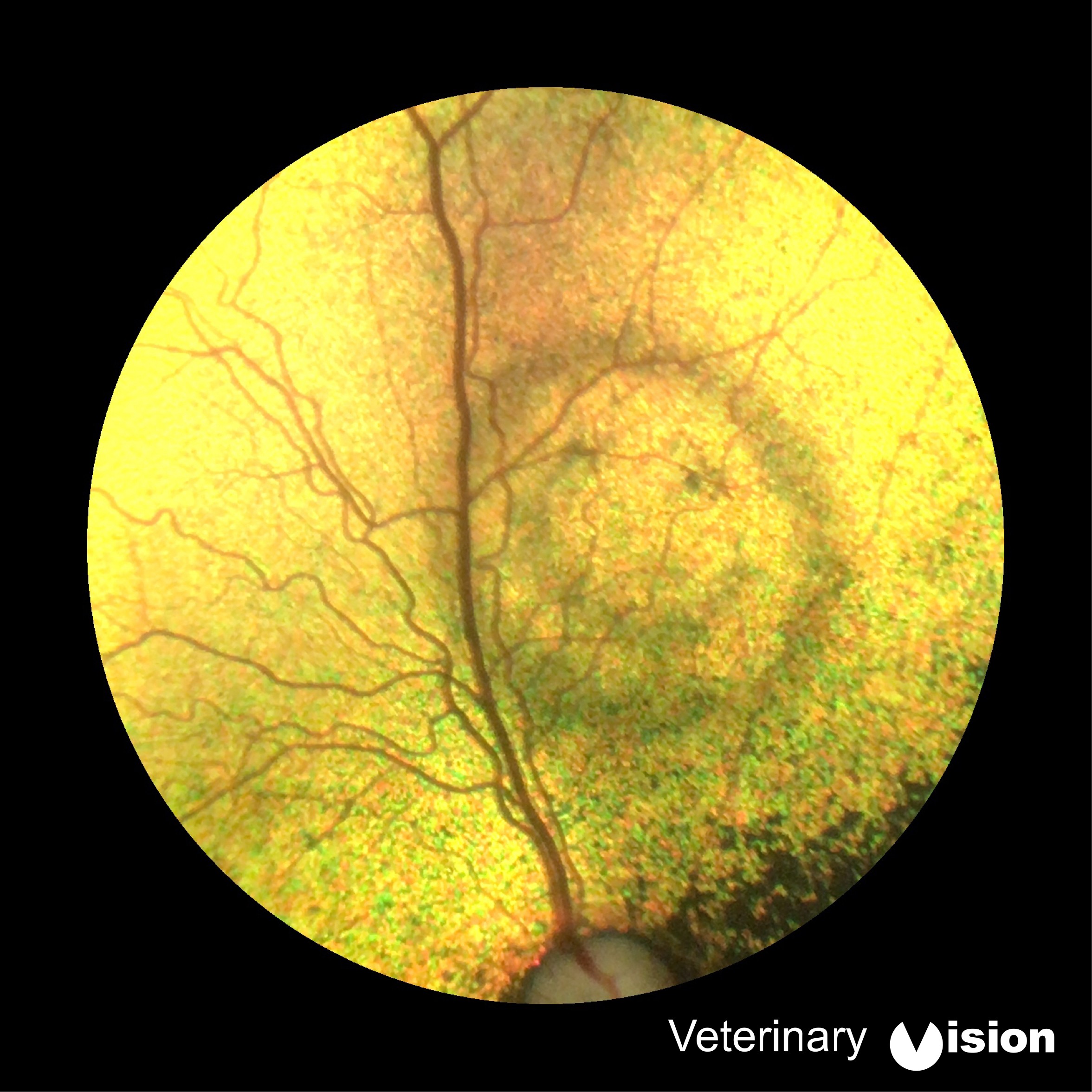 Vet spots smiley emoji in dog’s eye