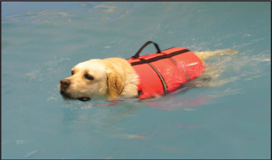 Study investigates safety of early postoperative hydrotherapy for dogs following thoracolumbar hemilaminectomy