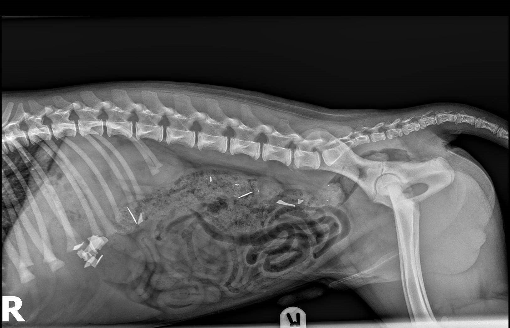 Close shave for puppy that swallowed razor blades