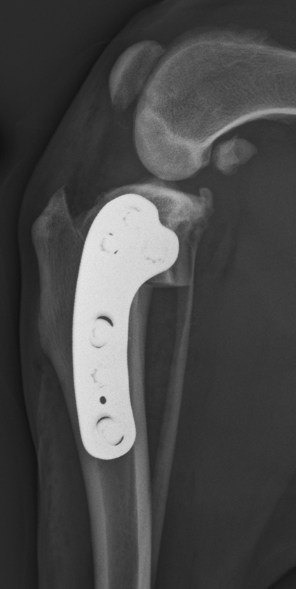 Tibial plateau levelling osteotomies (TPLO) X-ray.