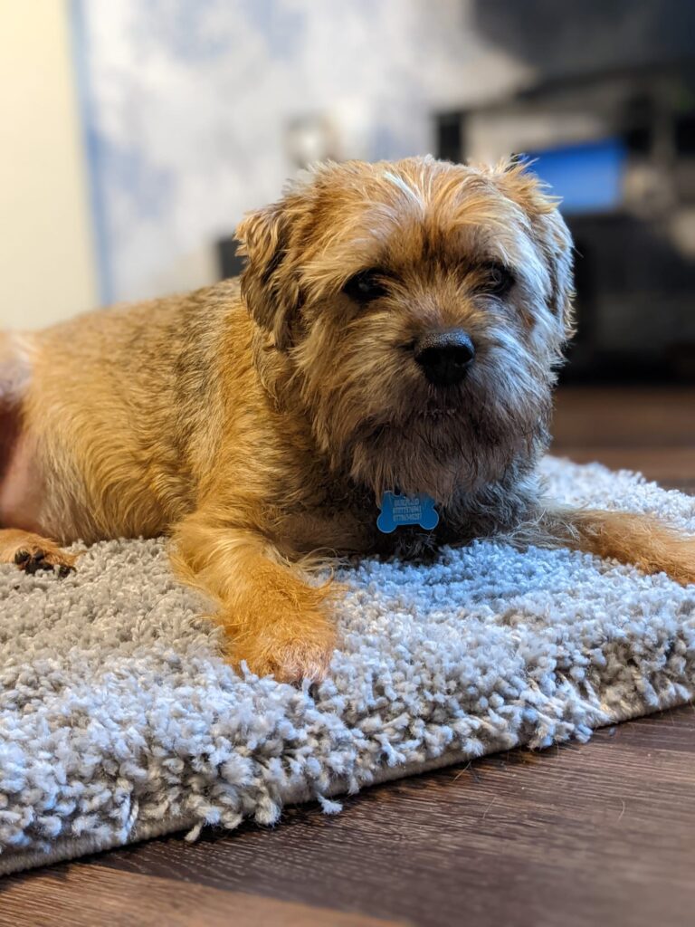 border terrier, Henry, that has undergone lifesaving surgery.