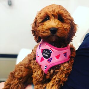 'Designer crossbreads' like Cavapoo's were more likely to be purchased during the pandemic.