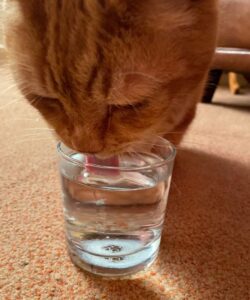 Senior cat with undiagnosed hypertension drinking water.