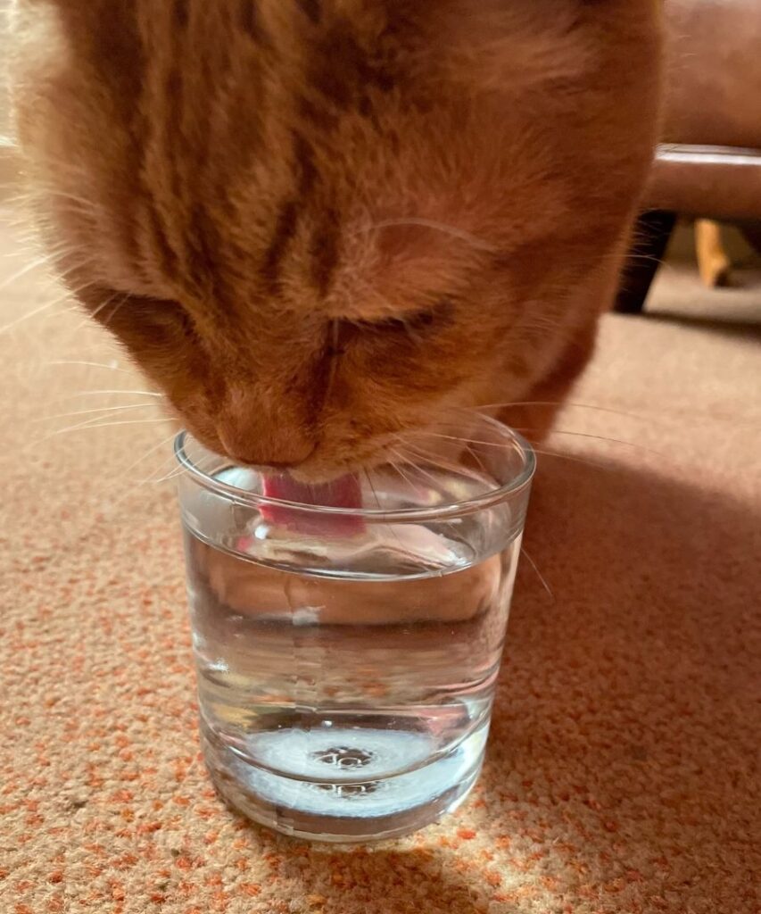 Cat drinking water.