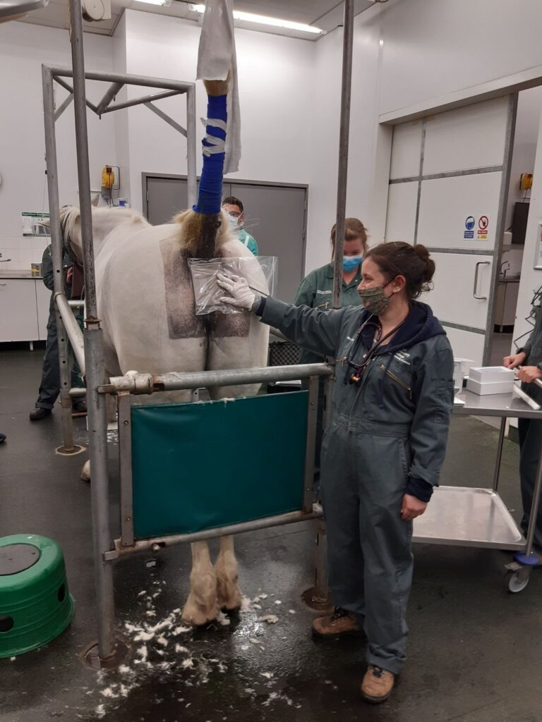 The Royal Veterinary College Equine Referral Hospital offers brand new targeted melanoma treatment for inoperable areas of horses.