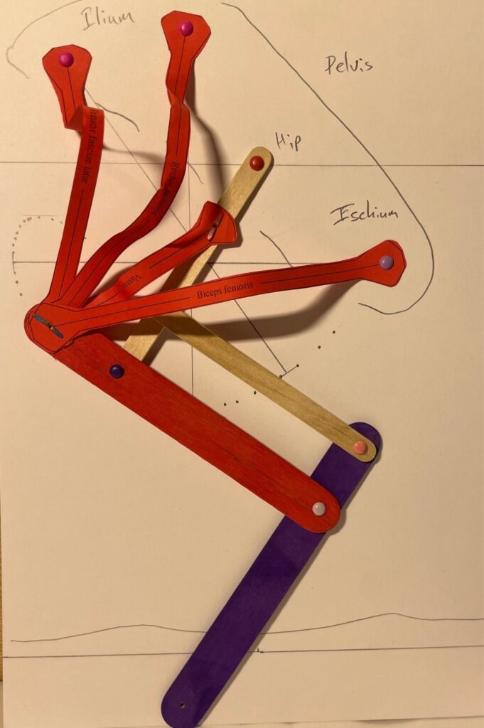 RVC's understanding of the role of muscles and tendons.