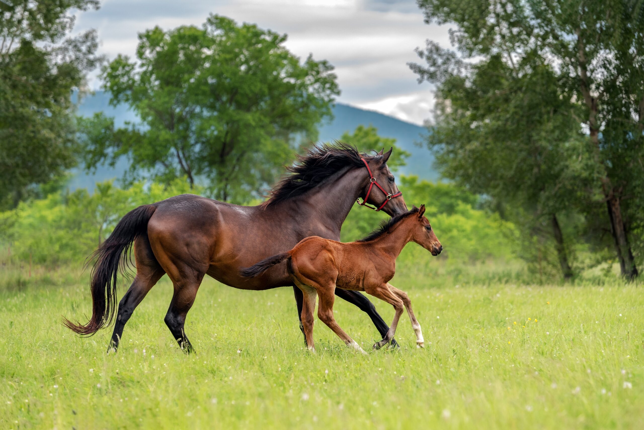The Royal Veterinary College awarded funding to better understand early-life influences on performance and financial viability of Thoroughbred breeding