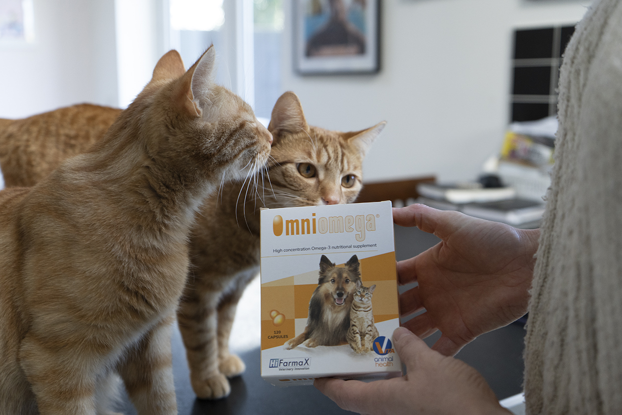 Owners eager for veterinary advice surrounding feline supplements