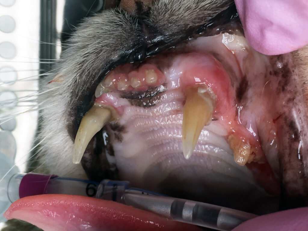 Inflamed cat gums as result of feline dental disease 
