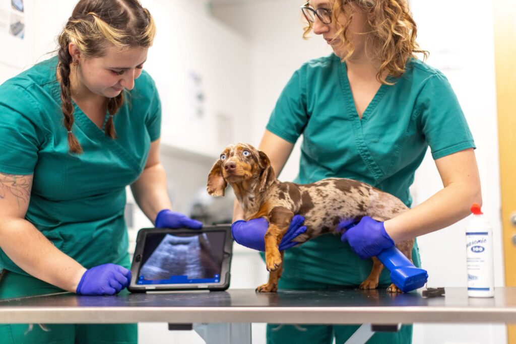 members of the SCVS team performing an ultrasound