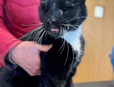 Multi-disciplinary approach saves cat seriously injured in RTA