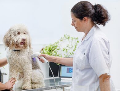 New skin cancer screening device, HT Vista, available for dogs