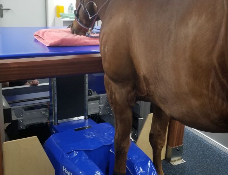 VetCT expands global reach in equine teleradiology with Murdoch University, Australia