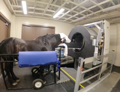 New Equine CT Scanner Installed at Mizzou