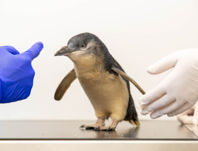 Cave performs world’s first reported MRI scan on fairy penguin