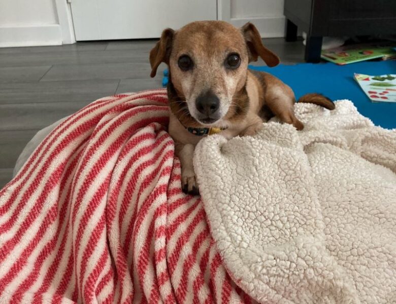 Elderly Dog Acting Like a Puppy Again After Huge Lung Mass Removed