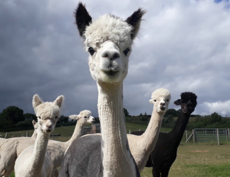 New research from the Royal Veterinary College highlights need for industry standard of alpaca care