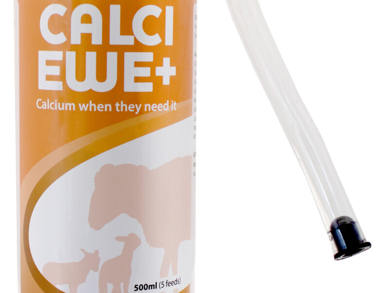 Support pre-lambing ewes with additional calcium this lambing season