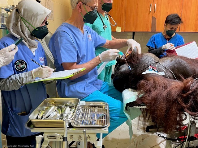 Cambridge vet helps rescued orangutan back into the wild