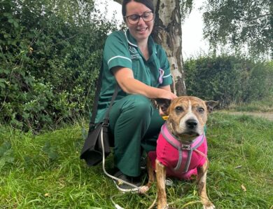 Negative Pressure Wound Therapy used to save wounded Staffie crossbreed in latest Care Fund success story
