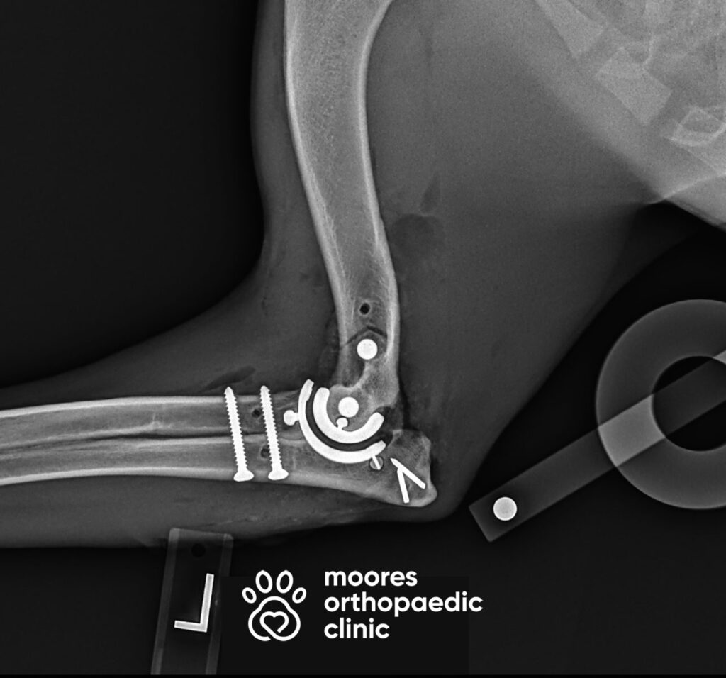 The Orthopaedic Clinic
