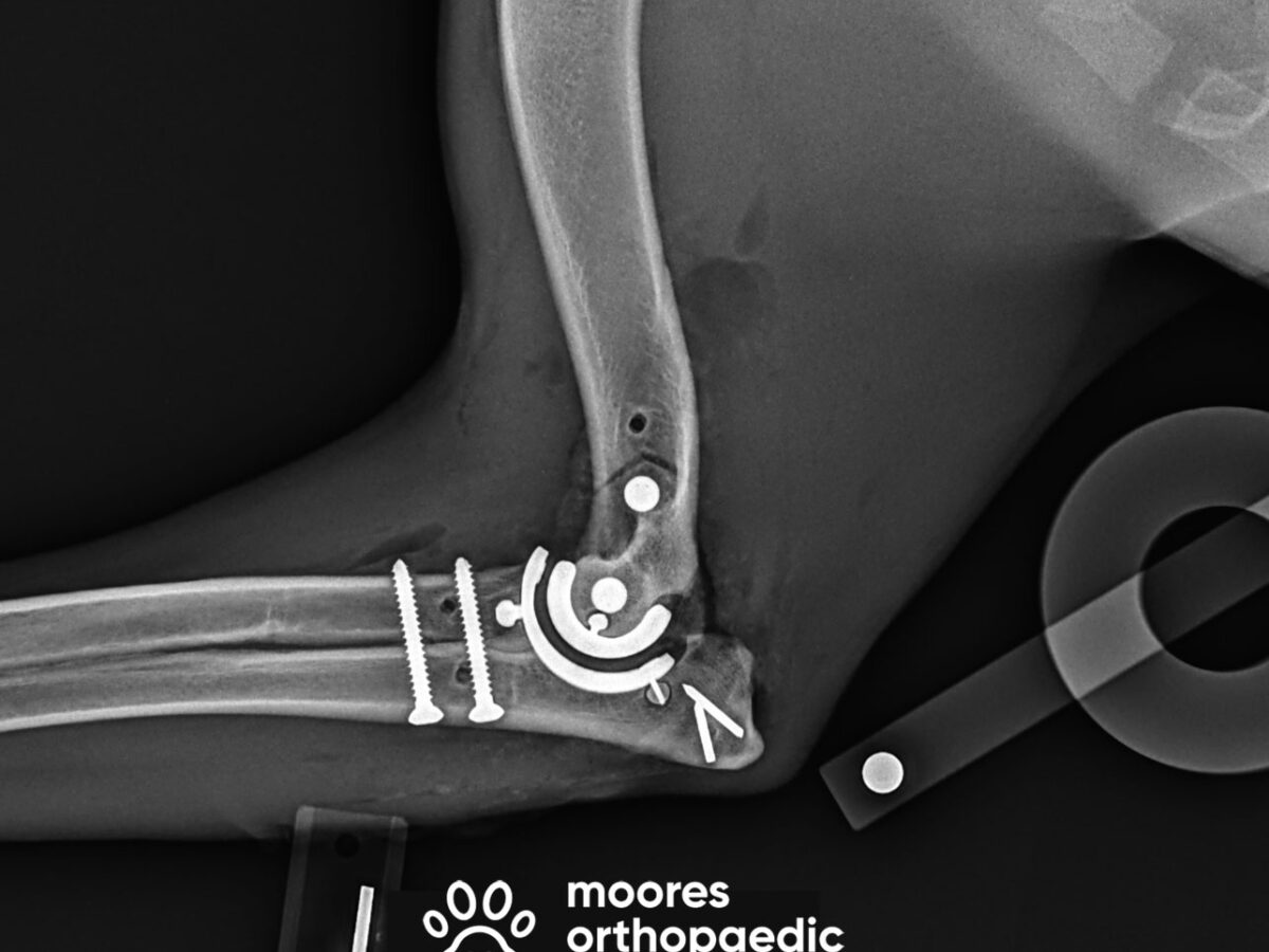 The Moores Orthopaedic Clinic receives RCVS Ethics Review Panel approval for new elbow surgery research