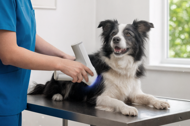 Heat Diffusion Imaging evolves as new study shows AI can classify specific canine tumour types